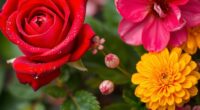 cultural flower symbolism meanings