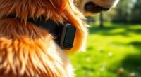 top subscription free dog trackers